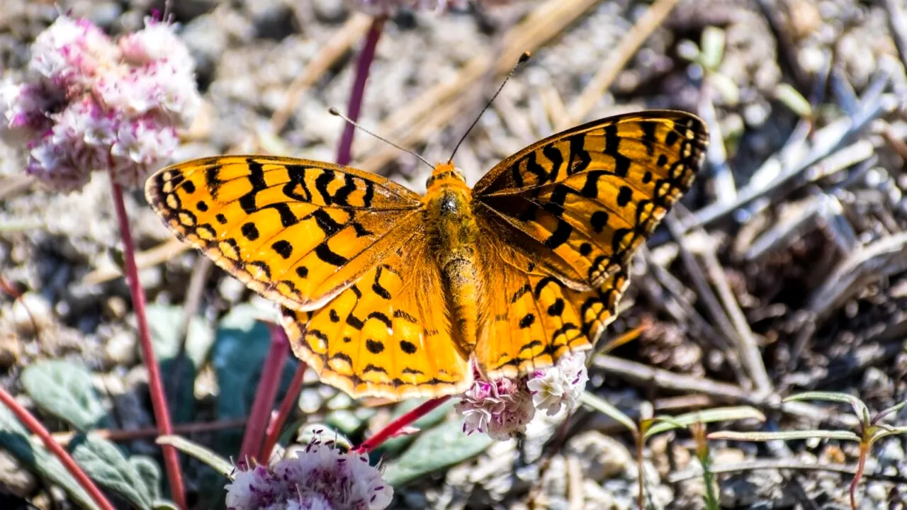 Floarea din deșert care ar putea salva civilizația de la COLAPSUL din anul 2050. Mică și rezistentă, a fost ignorată de oamenii de știință până acum