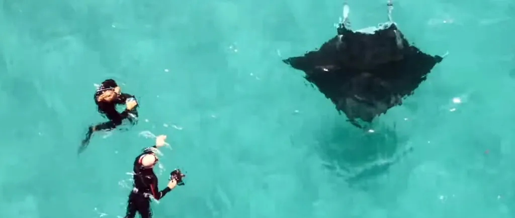 Imagini surprinzătoare: Un diavol de mare cere ajutorul scafandrilor într-o întâlnire subacvatică - VIDEO