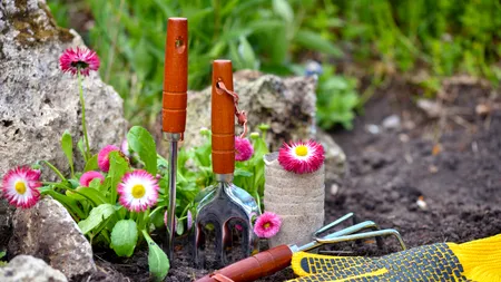 Cum să obții un gazon verde și sănătos cu un ingredient banal dar eficient. Orice gospodină îl are în casă