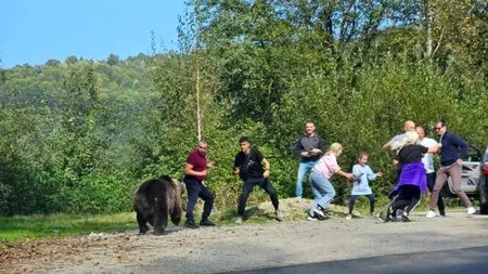 „Ședință foto” HORROR pe Transfăgărășan. Mai mulți turiști, inclusiv copii, au fost la un pas să fie sfâșiați de un urs