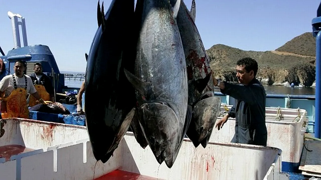 Consumul de pește reduce riscul de boli pentru persoanele în vârstă