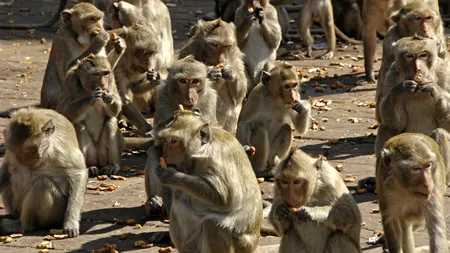 Locul unde trăiesc mai multe MAIMUȚE decât oameni. Cum au ajuns acolo aceste animalele și ce spun turiștii despre ele