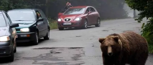 Un urs, la „plimbare” prin curtea spitalului din Săcele, jud. Brașov (VIDEO)