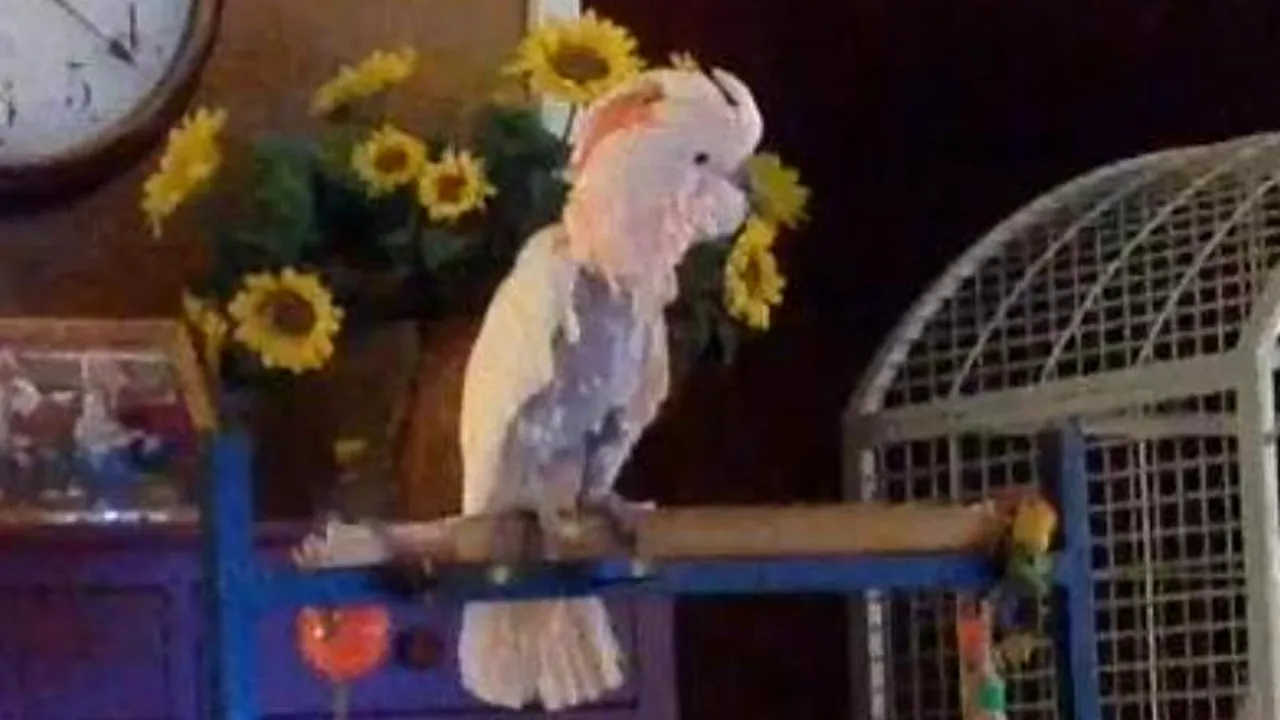 Peaches, papagalul care imită certurile foștilor stăpâni. Clipul a devenit viral