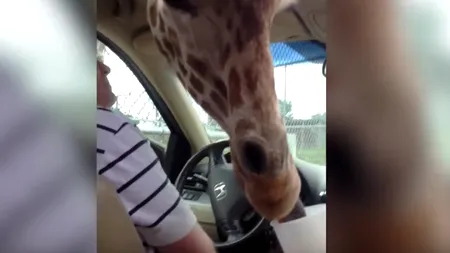 12 animale care sunt mai înfometate decât tine