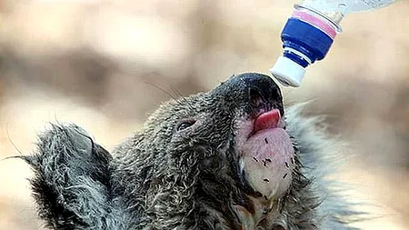 Iulie 2016, cea mai caldă lună înregistrată vreodată