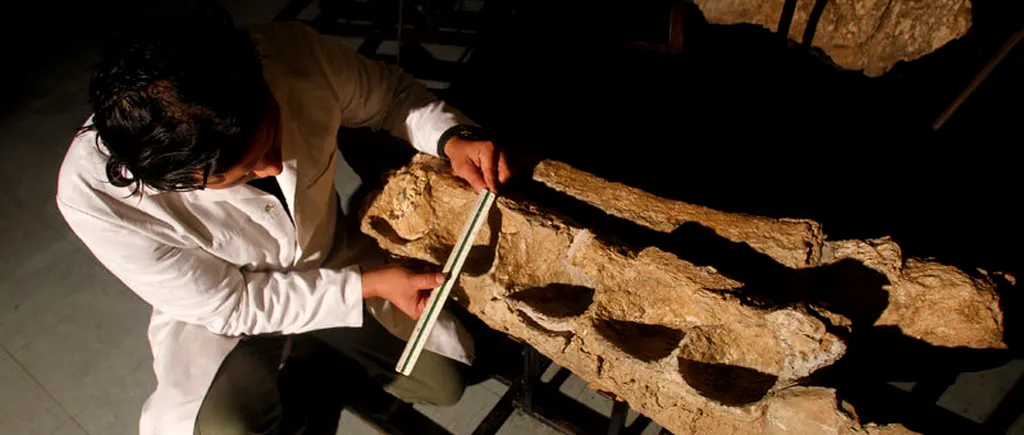 Cel mai vechi strămoș al lui Tyrannosaurus rex, descoperit în Statele Unite