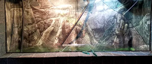 Incident la Acvariul din Constanța: O adolescentă a fost rănită de geamul spart al unui bazin / Directorul: Unii bat cu monede sau chei în geam ca să cheme peștii