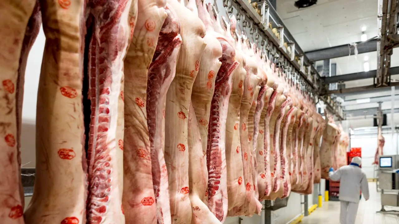 REVOLTĂTOR: șobolani filmați într-un abator, chiar lângă carnea procesată! Ce a descoperit DSVSA la control