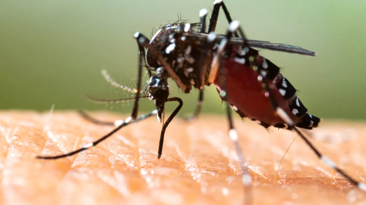 Țânțarul tigru, tot mai RĂSPÂNDIT în Europa. Autoritățile dintr-o capitală europeană iau măsuri de teama bolilor transmise de această insectă