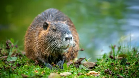 Invazie de castori la Oradea. Măsurile luate de autorități