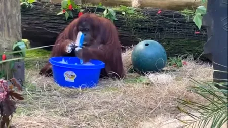 Moment SPECTACULOS. Un urangutan de 34 de ani ne învață cum să ne spălăm corect pe mâini VIDEO