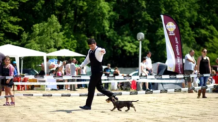 Expoziție chinologică la Timișoara. GALERIE FOTO+VIDEO