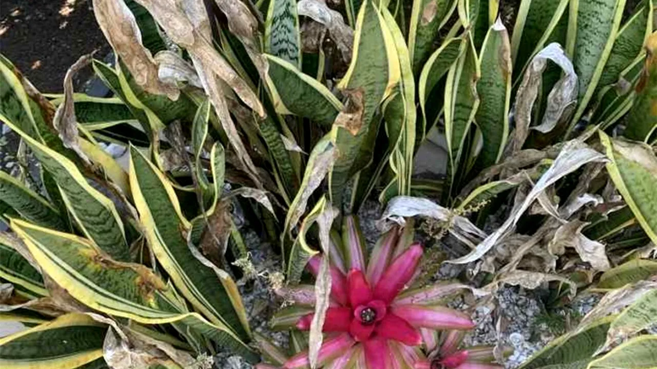 Iluzie optică virală | Găsiți pisica ascunsă în această poză, în cel mult 9 secunde