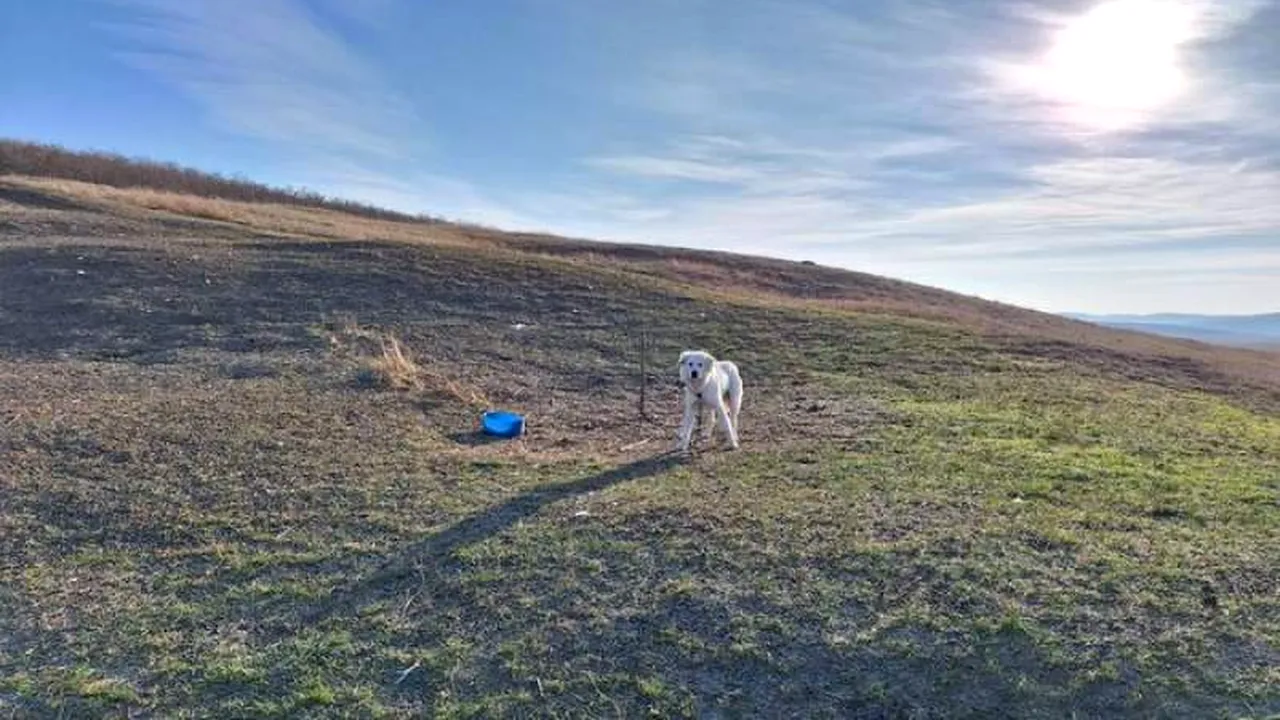 Se întâmplă în România! O femeie a încercat să salveze un câine ținut în lanț fără apă și mâncare, însă e acuzată că a apelat 112 fără motiv