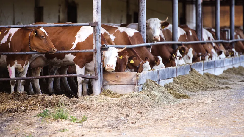 Crescătorii de vaci se tem că riscă să dea FALIMENT: „Pierdem pe litrul de lapte între 0,3 şi 0,85 lei”