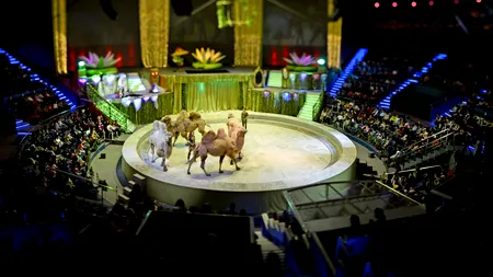 Consiliul General al Capitalei, decizie istorică: Câ€ircul Globus nu mai poate folosi animalele în spectacole