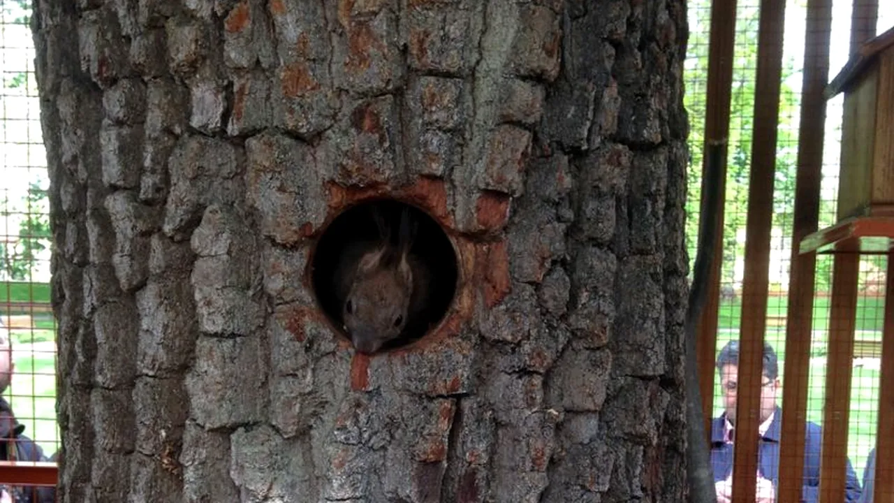 Primăria Bistrița a dat 3.000 de euro pe o căsuță pentru veverițe