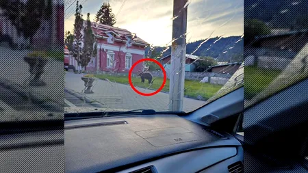 VIDEO | Urs filmat plimbându-se prin Bușteni, chiar lângă Secția de Poliție. A fost emis un mesaj RO-Alert
