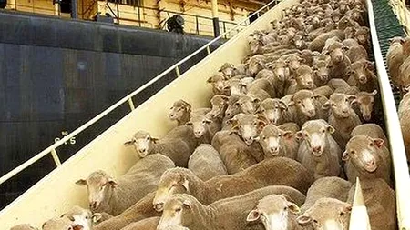 PESTE 140 DE OI, găsite moarte într-un sat din Caraș-Severin. Care e suspiciunea veterinarilor