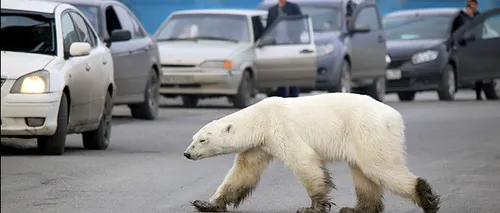 Expediție polară: Un urs din zona arctică, în mijlocul orașului, la peste 1.000 de kilometri de habitatul natural - FOTO / VIDEO 