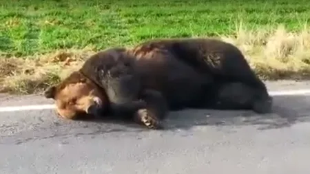 O ursoaică a murit, lovită de mașină, pe DN 1, în județul Sibiu