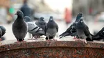 Aceste păsări se tem de femei, iar oamenii de știință nu pot explica de ce