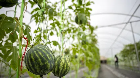 ANCHETĂ în Italia după ce un patron și-a exploatat angajații români. Oamenii erau cazați în condiții îngrozitoare