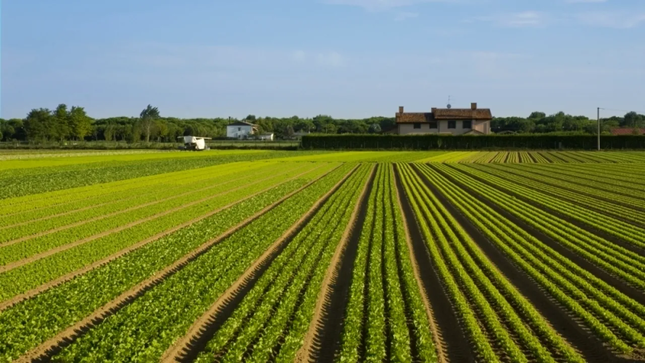 Un cerc misterios a apărut într-un lan de grâu din California. VIDEO