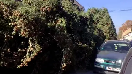 Bradul de Crăciun, TÂRÂT pe străzile din Lugoj. Mașini AVARIATE și cabluri electrice AGĂȚATE
