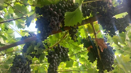 Căldura grăbește culesul strugurilor. 700 de zilieri au fost angajați în Cotnari