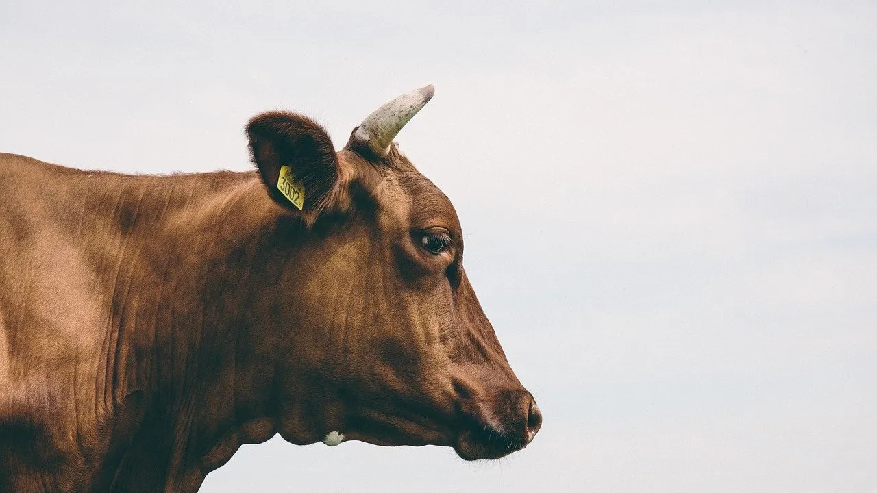 Te vaccinezi anti-COVID-19 și primești o vacă. Ofertă inedită pentru thailandezi