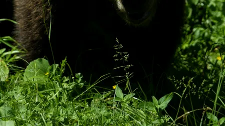 Deputații votează miercuri legea urșilor. Autoritățile locale ar putea acționa în caz de atac