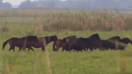 Documentarul 