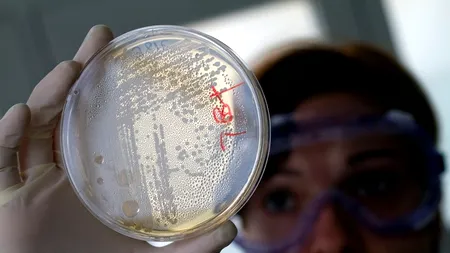 Virusul West Nile în Grecia. Primul caz descoperit în această vară este la o pensionară de 70 de ani