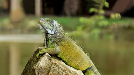 Ploaie cu iguane în sudul Floridei. Reptilele cad din copaci în timpul valului de frig 