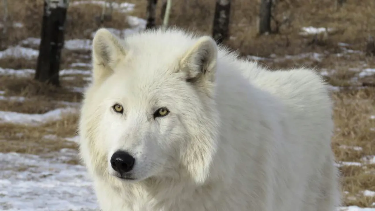 Au crezut că animalul lor de companie este un câine. Descoperirea făcută după doi ani i-a lăsat muți de uimire