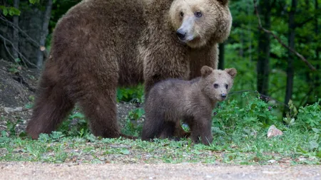 Ursoaică cu doi pui, filmată pe străzile Râmnicu Vâlcea. Localnicii au fost în ALERTĂ
