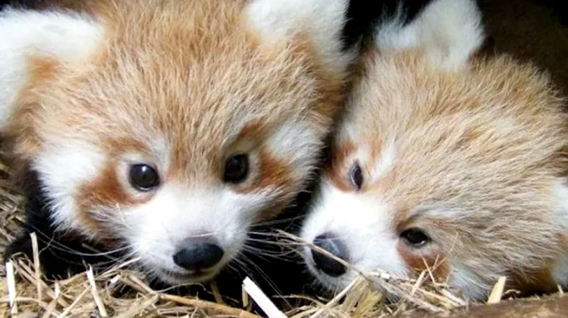 GALERIE FOTO. Cum reacționează doi ursuleți panda roșcați la prima ieșire din culcuș