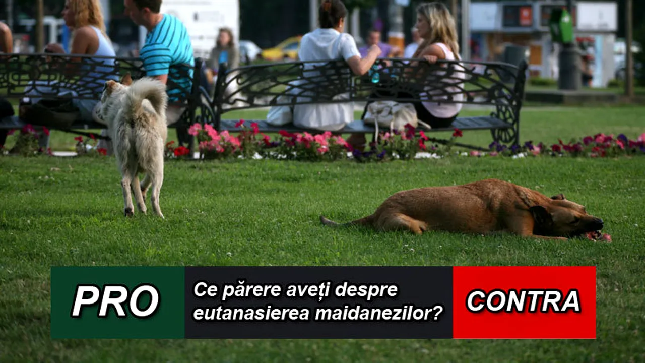 PRO sau CONTRA eutanasierii câinilor fără stăpân. SONDAJ Gândul