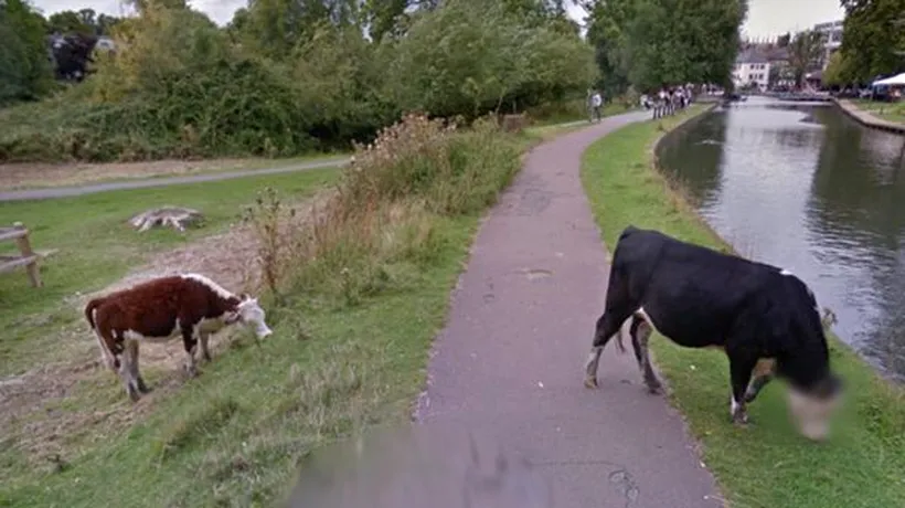 Motivul pentru care Google Street View a blurat fața unei vaci. Explicația companiei
