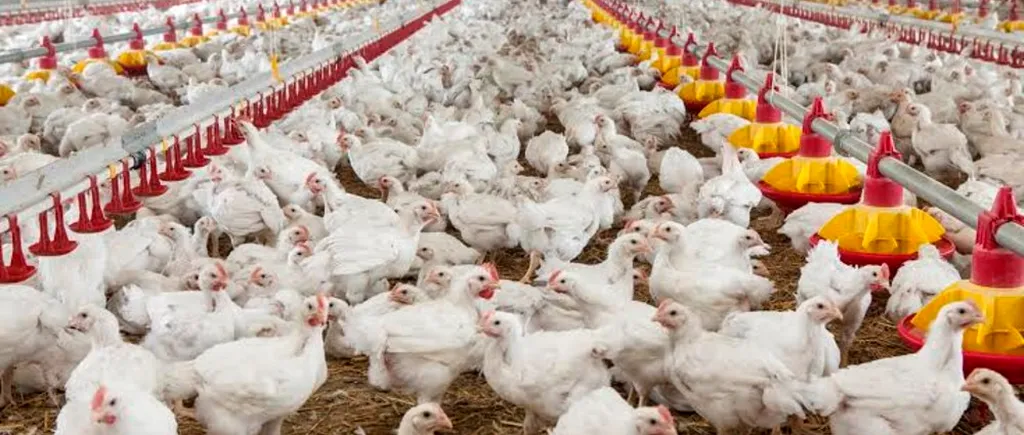 Focar de salmonella la o fermă de găini din Dâmboviţa. Circa 50.000 păsări vor fi sacrificate