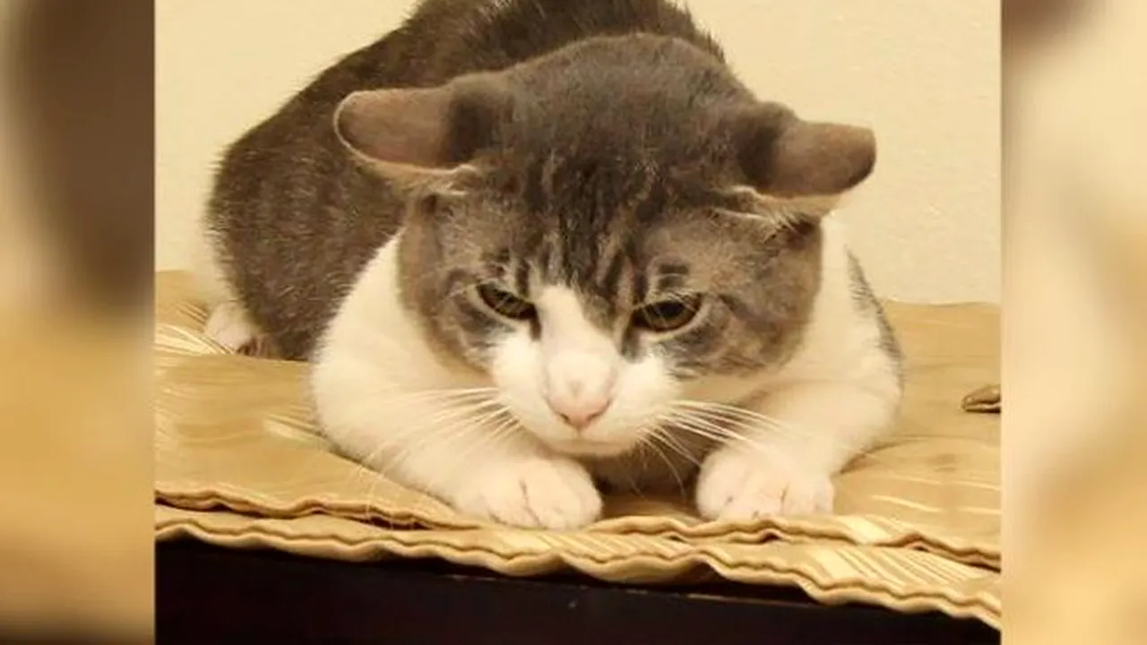 Caz revoltător: Un bărbat și-a strâns pisica de gât și a forțat-o să înghită metamfetamină. Polițiștii au rămas șocați