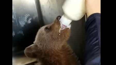 Pui de urs, găsit într-o comună din județul Maramureş. „A primit imediat îngrijiri de la medicul veterinar și a fost hrănit”