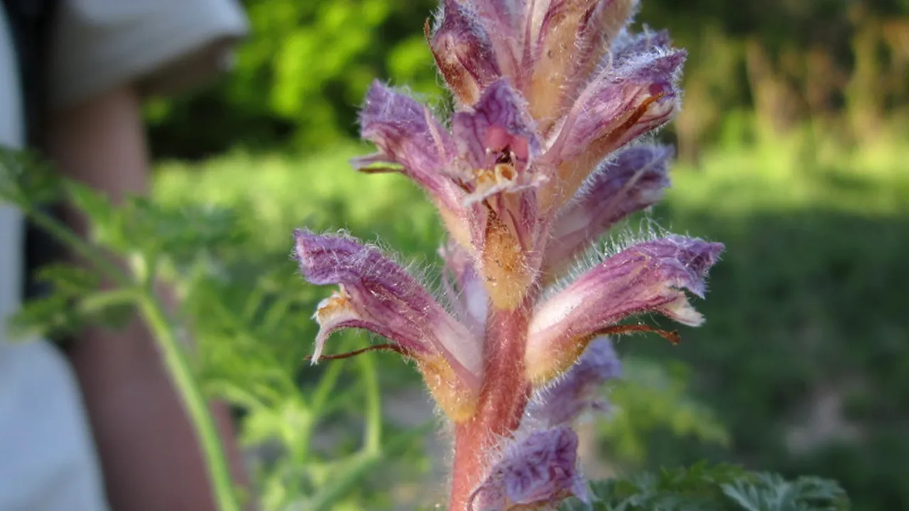 O nouă plantă a fost descoperită în flora României