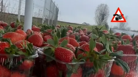 Căpșuni cu minciună: comercianții profită de numele Halmeu, deși recolta încă nu a venit