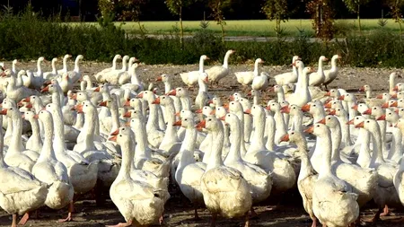 Alte focare de influență aviară înalt patogenă descoperite în Polonia și în Ungaria