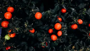 Pomul care face roșii. Ajunge până la 4 metri înălțime și are fructe zemoase. Se cultivă și în România
