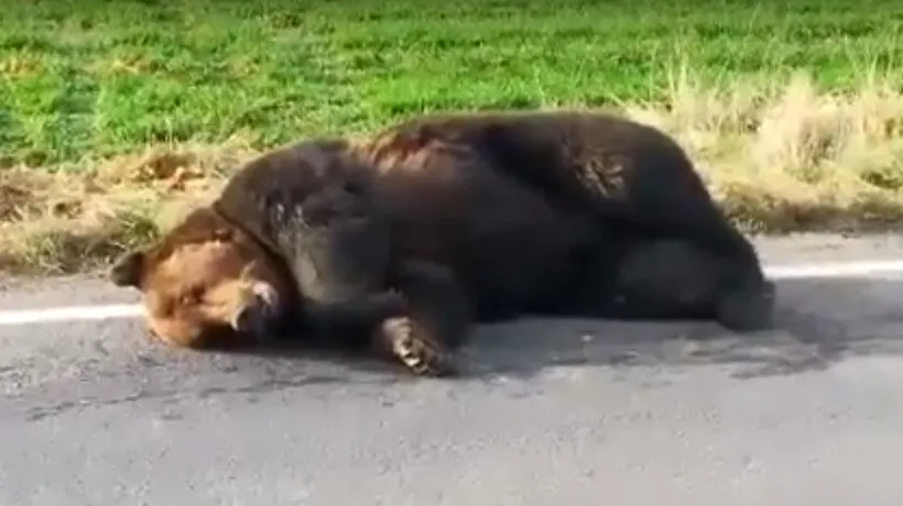 Ursul aflat în dureri agonizante, eutanasiat de vânători după ce a stat rănit aproape o zi / Ministrul Mediului reacționează: E inuman. Nimic în lege nu i-a împiedicat să intervină - VIDEO