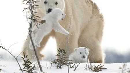 O ursoaică a călătorit 10 zile, cu puii alături, pentru a-și găsi hrana. GALERIE FOTO